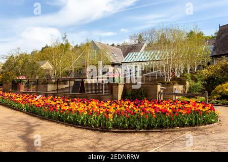 Eine farbenfrohe Ausstellung von Frühlingstulpen direkt im Eingang des RHS Harlow Carr Garden, bei Harrogate, North Yorkshire, England, Großbritannien Stockfoto