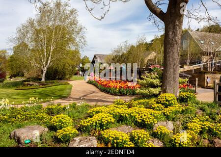 Eine farbenfrohe Ausstellung von Frühlingstulpen direkt im Eingang des RHS Harlow Carr Garden, bei Harrogate, North Yorkshire, England, Großbritannien Stockfoto