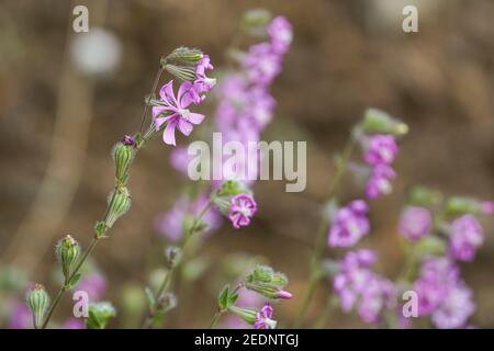 Rosa Pirouette, Silene colorata blüht im Frühlingsfeld, Andalusien, Spanien. Stockfoto