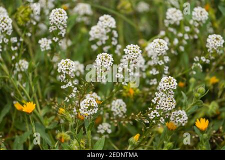 Weiße Blüten von Sweet Alyssum, Lobularia maritima, Wildblumen in Andalusien, Spanien Stockfoto