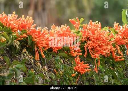 Blumen der Orange Trompete Rebe (Pyrostegia venusta) ein Winter blühenden Kletterer, Spanien- Stockfoto
