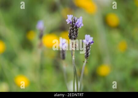 Lila Blüten von Lavandula multifida, fernleaf Lavendel oder ägyptischen Lavendel, mediterránean Wildblume, Andalucía, Spanien. Stockfoto