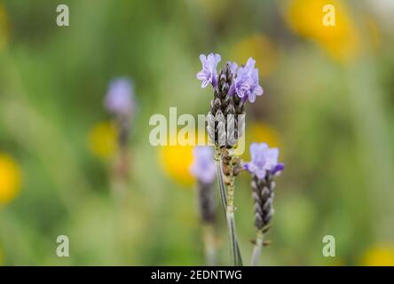 Lila Blüten von Lavandula multifida, fernleaf Lavendel oder ägyptischen Lavendel, mediterránean Wildblume, Andalucía, Spanien. Stockfoto