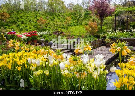 Eine farbenfrohe Ausstellung verschiedener Frühlingszwiebeln in den Lakeside Gardens im RHS Harlow Carr Garden, bei Harrogate, North Yorkshire, England, Großbritannien Stockfoto
