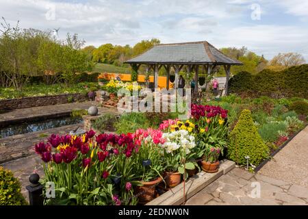 Eine farbenfrohe Ausstellung verschiedener Frühlingszwiebeln in den Lakeside Gardens im RHS Harlow Carr Garden, bei Harrogate, North Yorkshire, England, Großbritannien Stockfoto