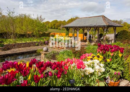 Eine farbenfrohe Ausstellung verschiedener Frühlingszwiebeln in den Lakeside Gardens im RHS Harlow Carr Garden, bei Harrogate, North Yorkshire, England, Großbritannien Stockfoto