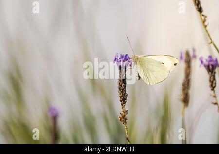 Große weiße, Schmetterling, Pieris brassicae, Fütterung auf Lavendel im Garten. Spanien. Stockfoto