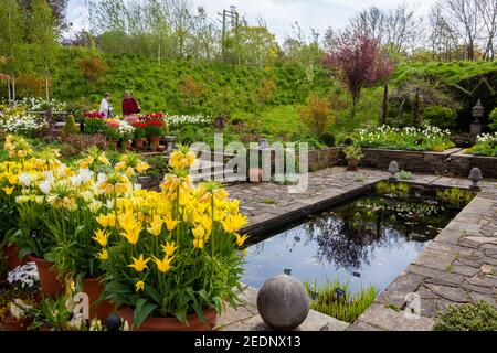 Eine farbenfrohe Ausstellung verschiedener Frühlingszwiebeln in den Lakeside Gardens im RHS Harlow Carr Garden, bei Harrogate, North Yorkshire, England, Großbritannien Stockfoto