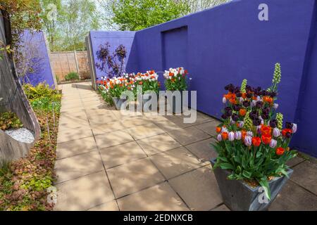 Eine farbenfrohe Ausstellung von Frühlingsbüschel in den Lakeside Gardens im RHS Harlow Carr Garden, bei Harrogate, North Yorkshire, England, Großbritannien Stockfoto