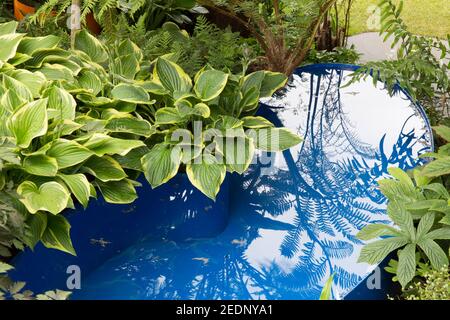 Hostapflanzen, die als Kantenpflanzen in einem Vorgarten mit einem blauen kleinen Gartenteich wachsen, zeigen die Hampton Court Flower Show London England UK Stockfoto