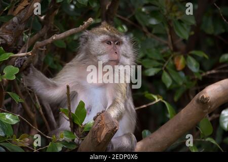 Weiblicher Langschwanzmakak (Macaca fascicularis), der auf einem Baum thront. Sie werden auch Krabbenfressende Makaken genannt. Stockfoto