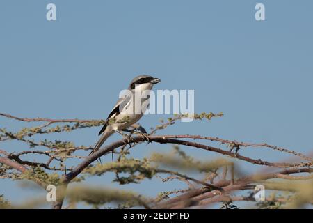 Lone Great Grey Shrike (Lanius excubitor), thront auf einem dornigen Baum in freier Wildbahn. Stockfoto