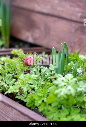 Junge Frühlingszwiebeln in einem Blumenbeet, Garten oder Witwe Box einschließlich Anemonen und Narzissen selektiven Fokus kopieren Raum oben im Hintergrund vertikale imag Stockfoto