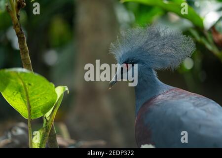 Viktoria-gekrönte Taube, große bläulich-graue Taube mit elegantem, blauem Spitzenkamm Stockfoto