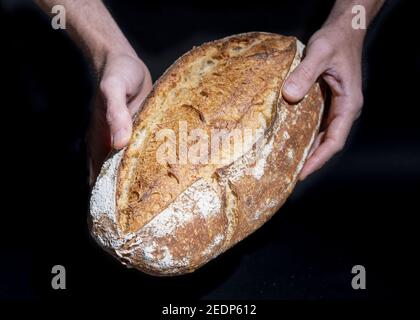 Männliche Hände halten frisch gebackenes Brot vor schwarzem Hintergrund Stockfoto