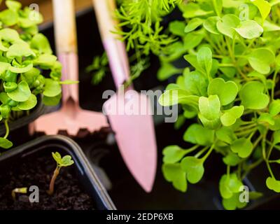 Frische aromatische Kräuter in Töpfen auf dem Balkon Garten. Haus oder Küche Gartenarbeit. Draufsicht auf frische Sprossen und kleine Gartengeräte Stockfoto