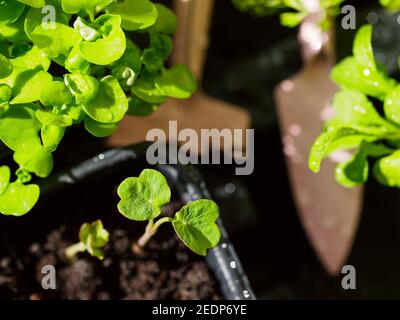 Frische aromatische Kräuter in Töpfen auf dem Balkon Garten. Haus oder Küche Gartenarbeit. Draufsicht auf frische Sprossen und kleine Gartengeräte Stockfoto