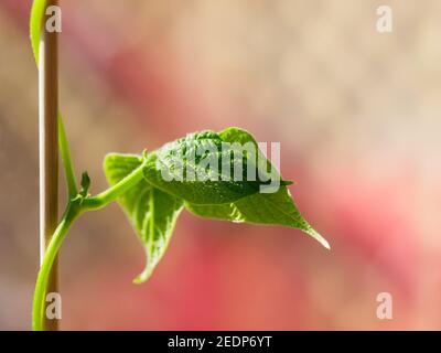 Sämling der Bohnenpflanze mit Kopieplatz. Selbst angebauter Bio-Gemüse, Wachstum Bohnenpflanze in den Töpfen über der Terrasse oder Balkon der Wohnung. Urbane Farm Stockfoto