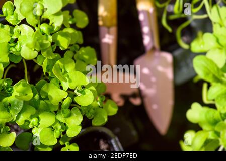 Frische aromatische Kräuter in Töpfen auf dem Balkon Garten. Haus oder Küche Gartenarbeit. Draufsicht auf frische Sprossen und kleine Gartengeräte Stockfoto