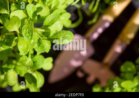 Frische aromatische Kräuter in Töpfen auf dem Balkon Garten. Haus oder Küche Gartenarbeit. Draufsicht auf frische Sprossen und kleine Gartengeräte Stockfoto