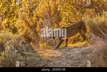 Iberischer Luchs (Lynx Pardinus), Weibchen, die über einem Felsen stehen und das Tal beobachten, Spanien, Andalusien, Sierra Morena Stockfoto