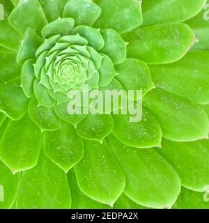 Rosette aus Blättern eines Aeonium arboreum allgemein bekannt als Baum aeonium, Baum houseleek, oder irische Rose, ist ein saftiger, subtropischer Unterstrauch in der fl Stockfoto