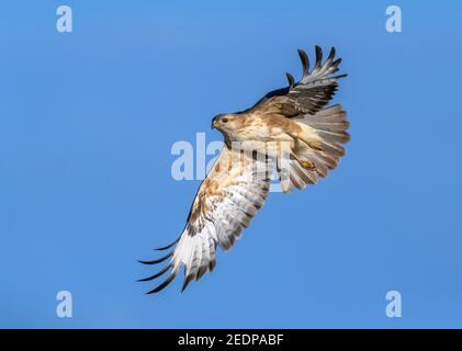 Atlas Langbeinbussard (Buteo rufinus cirtensis, Buteo cirtensis), im Flug, Marokko, Westsahara, Oued Ed-Dahab Stockfoto