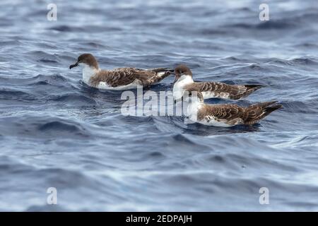 Große Shearwater (Ardenna gravis, Puffinus gravis), Gruppe von großen Shearwater Schwimmen in Bank de la Fortune, Azoren Stockfoto