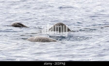Pottwal, großer Pottwal, Spermacetwal, Cachalot (Physetter macrocephalus, Physetter Catodon), Erwachsene und Jugendliche, Azoren Stockfoto