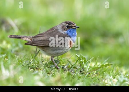 Weißfleckiger Bluethroat (Luscinia svecica cyanecula), Männchen auf dem Gras sitzend, Belgien Stockfoto