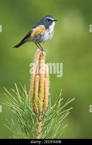 Rotflankiger Blauschwanz, Orangeflanzter Buschrottel (Tarsiger cyanurus, Luscinia cyanura), Erwachsener Männchen auf Kiefer, Russland, Baikal Stockfoto