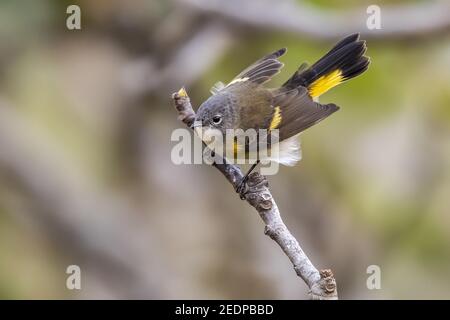 Amerikanischer Rottenstarter (Setophaga ruticilla), Erstwintermännchen auf einem Feigenbaum, Azoren, thront Stockfoto