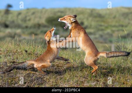 Rotfuchs (Vulpes vulpes), zwei Fuchsjungen spielen und kämpfen, Niederlande Stockfoto