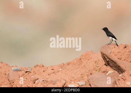 Harter-Steinechat (Saxicola caprata rossorum, Saxicola rossorum), erwachsenes Männchen auf einem Felsen, Tadschikistan Stockfoto