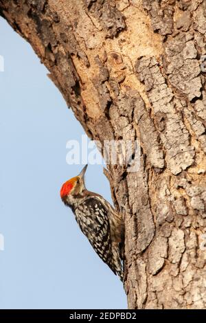 Gelbstirbiger Rattenspecht, Mahratta-Specht (Leiopicus mahrattensis), auf einem Baum aufforsten, Indien, Stockfoto