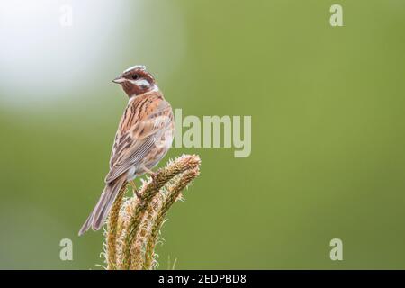 Kiefernammer (Emberiza leucocephalos, Emberiza leucocephalos leucocephalos), erwachsenes Männchen, das auf einer Kiefer thront, Russland, Baikal Stockfoto