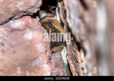 serotine Fledermaus, große braune Fledermaus, seidige Fledermaus (Eptesicus serotinus), Überwinterung in einer Höhle in der Nähe von Houyet, Belgien, Namur Stockfoto