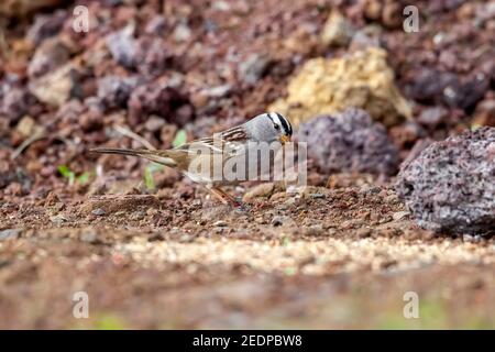 Gambels weißkroniger Sperling (Zonotrichia leucophrys gambelii), erwachsen am Boden, Azoren, Corvo Stockfoto