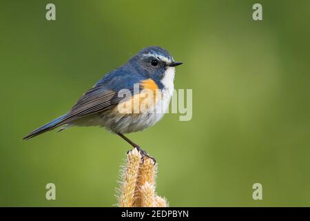 Rotflankiger Blauschwanz, Orangeflanzter Buschrottel (Tarsiger cyanurus, Luscinia cyanura), Erwachsener Männchen auf Kiefer, Russland, Baikal Stockfoto