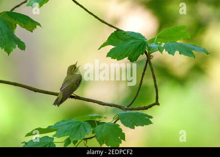 Waldsänger (Phylloscopus sibilatrix), laut singender Rüde, sitzend auf Ast, Niederlande, Schiermonnikoog Stockfoto