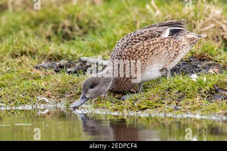 Falcated teal (Anas falcata, Mareca falcata), Erwachsene weibliche Spaziergang in Polder, Niederlande, Südholland Stockfoto