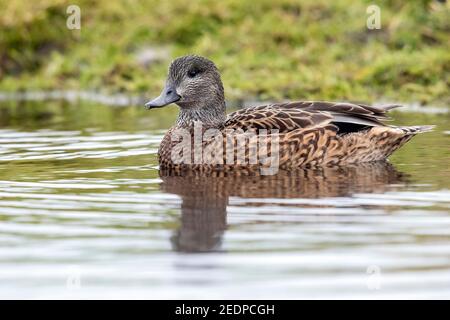 Falcated teal (Anas falcata, Mareca falcata), Erwachsene weibliche Schwimmen, Niederlande, Südholland Stockfoto