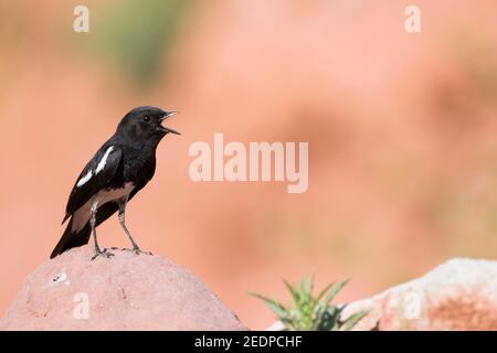 Harters Steinechat (Saxicola caprata rossorum, Saxicola rossorum), erwachsener männlicher Gesang auf einem Stein, Tadschikistan Stockfoto