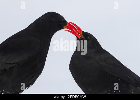 Kanareninsel Rotschnabel (Pyrrhocorax pyrrhocorax barbarus), adultes Paar im Schnee, Marokko Stockfoto