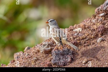 Gambels weißkroniger Sperling (Zonotrichia leucophrys gambelii), sitzt auf steinigem Boden, Azoren Stockfoto