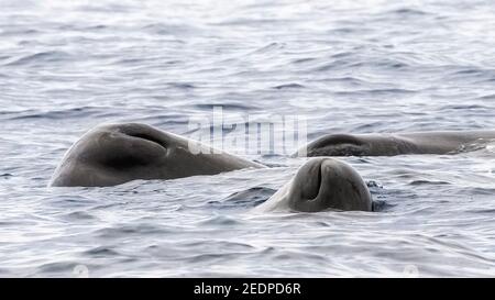 Pottwal, großer Pottwal, Spermacetwal, Cachalot (Physetter macrocephalus, Physetter Catodon), Erwachsene und Jugendliche, Azoren Stockfoto