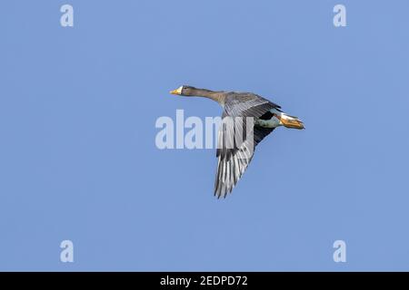 Grönland Weißstirnase (Anser albifrons flavirostris, Anser flavirostris), im Flug erwachsen, Niederlande, Zeeland Stockfoto