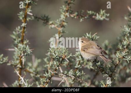 östlicher Chiffchaff, Bergchiffchaff (Phylloscopus sindianus, Phylloscopus sindianus sindianus), Erwachsene, auf einem Ast sitzend, Tadschikistan Stockfoto