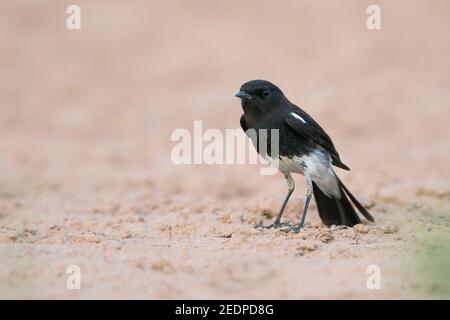 Harter-Steinechat (Saxicola caprata rossorum, Saxicola rossorum), erwachsenes Männchen auf dem Boden, Tadschikistan Stockfoto