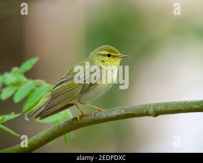 Waldsänger (Phylloscopus sibilatrix), Erwachsener Männchen, Seitenansicht eines auf einem Ast thronenden, Niederlande, Schiermonnikoog Stockfoto